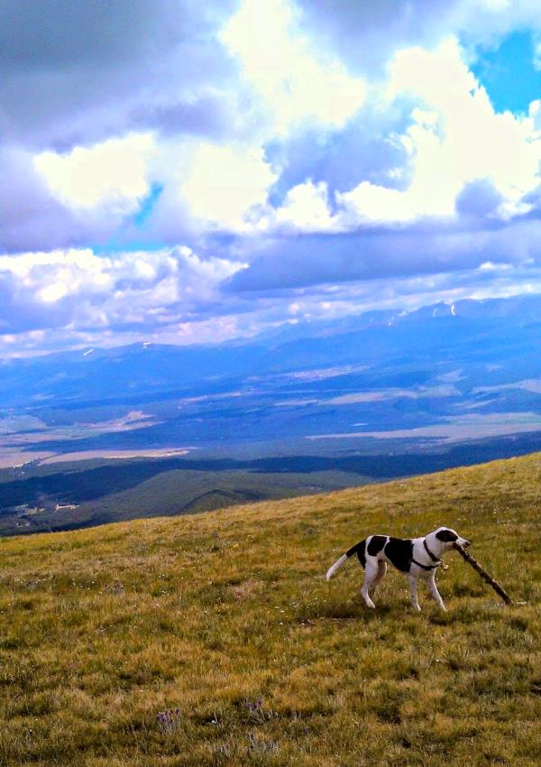 /images/uploads/southeast german shorthaired pointer rescue/segspcalendarcontest2021/entries/21905thumb.jpg